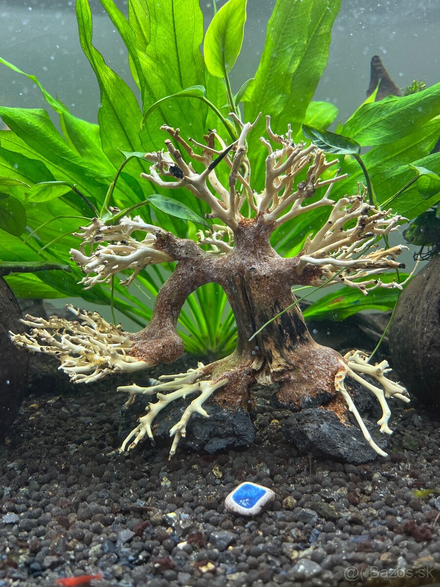 Aqua Bonsai