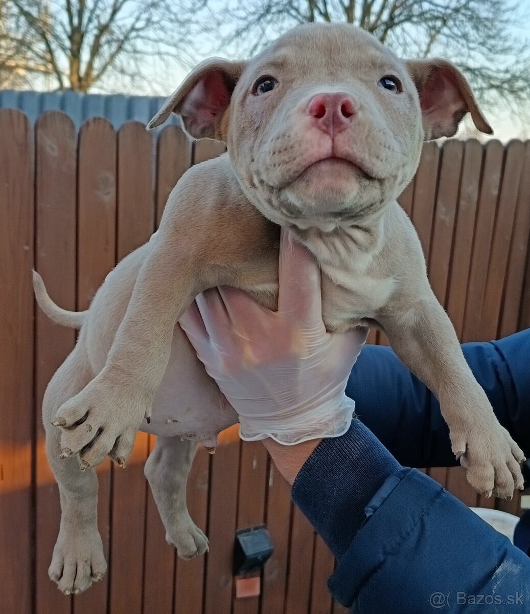 J&K bullys "ponúkame na predaj American bully pocket