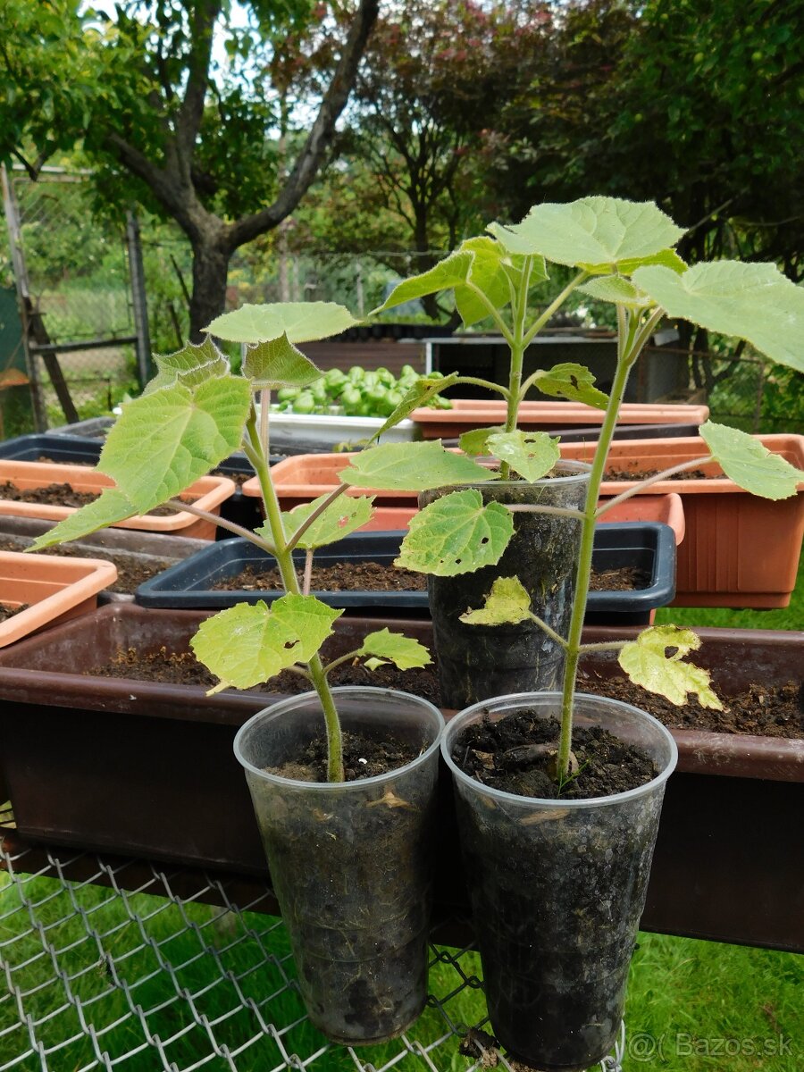 PAULOWNIA