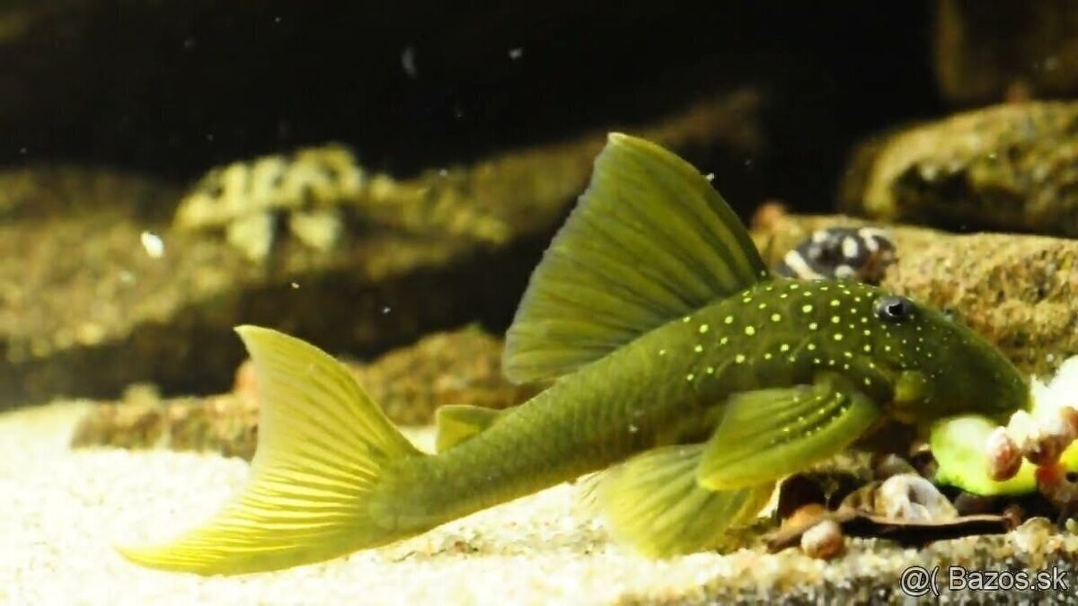 L200 Hemiancistrus subviridis 10cm