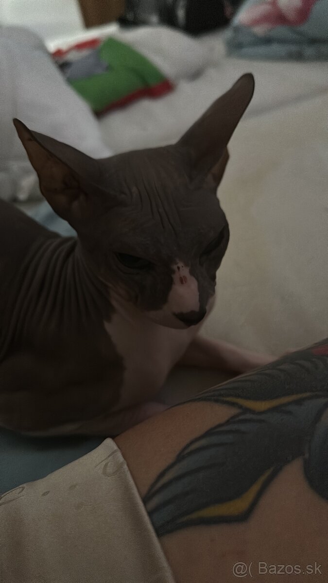 Sphynx kocúr