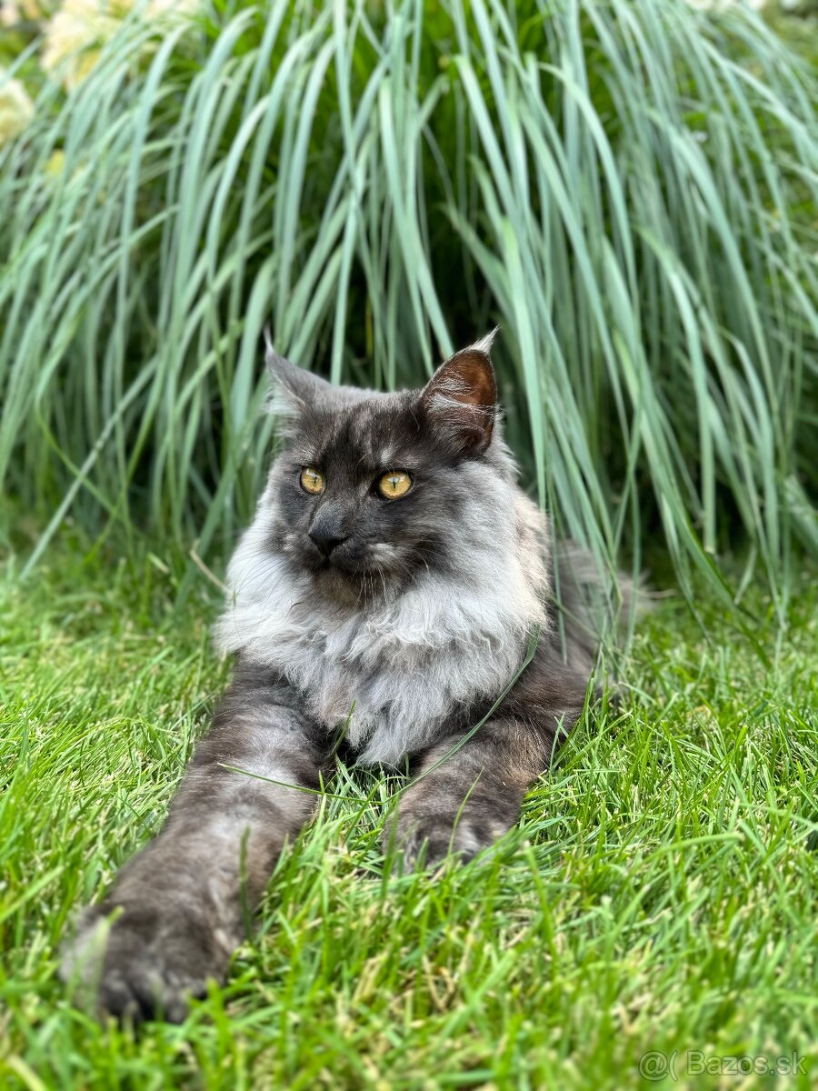 Maine coon Mainská mývalia kocúrik na krytie