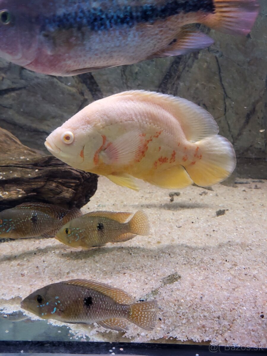 Astronotus ocellatus