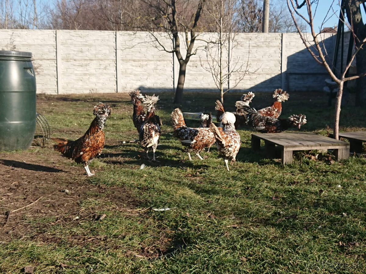 Predám kohúty paduánky veľkej tricolor