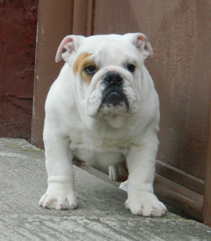 Anglický bulldog