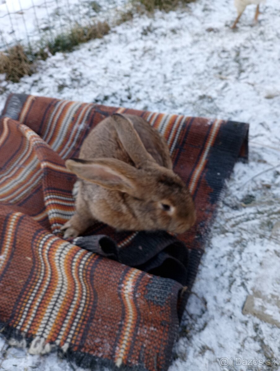 Samec a samice domáci chov