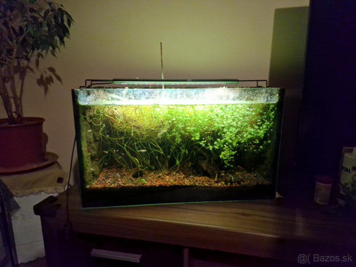 Akvarium eladó halakal együtt