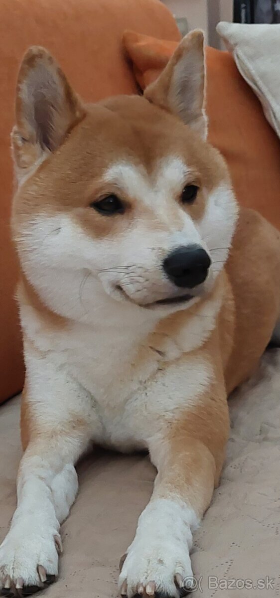 Krytie Shiba inu