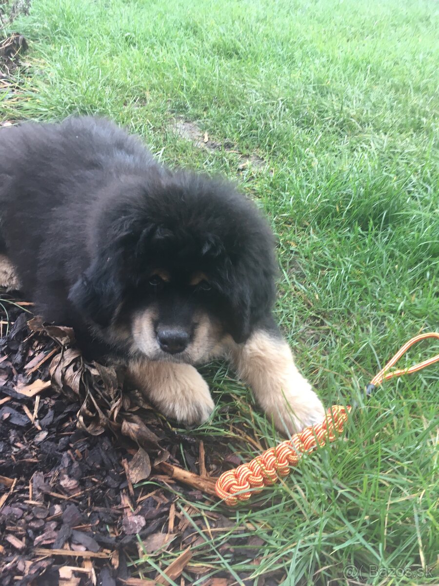 Tibetská doga (Tibetan Mastiff)