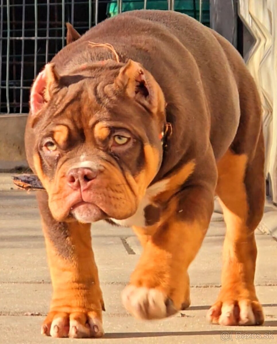 American Bully standard