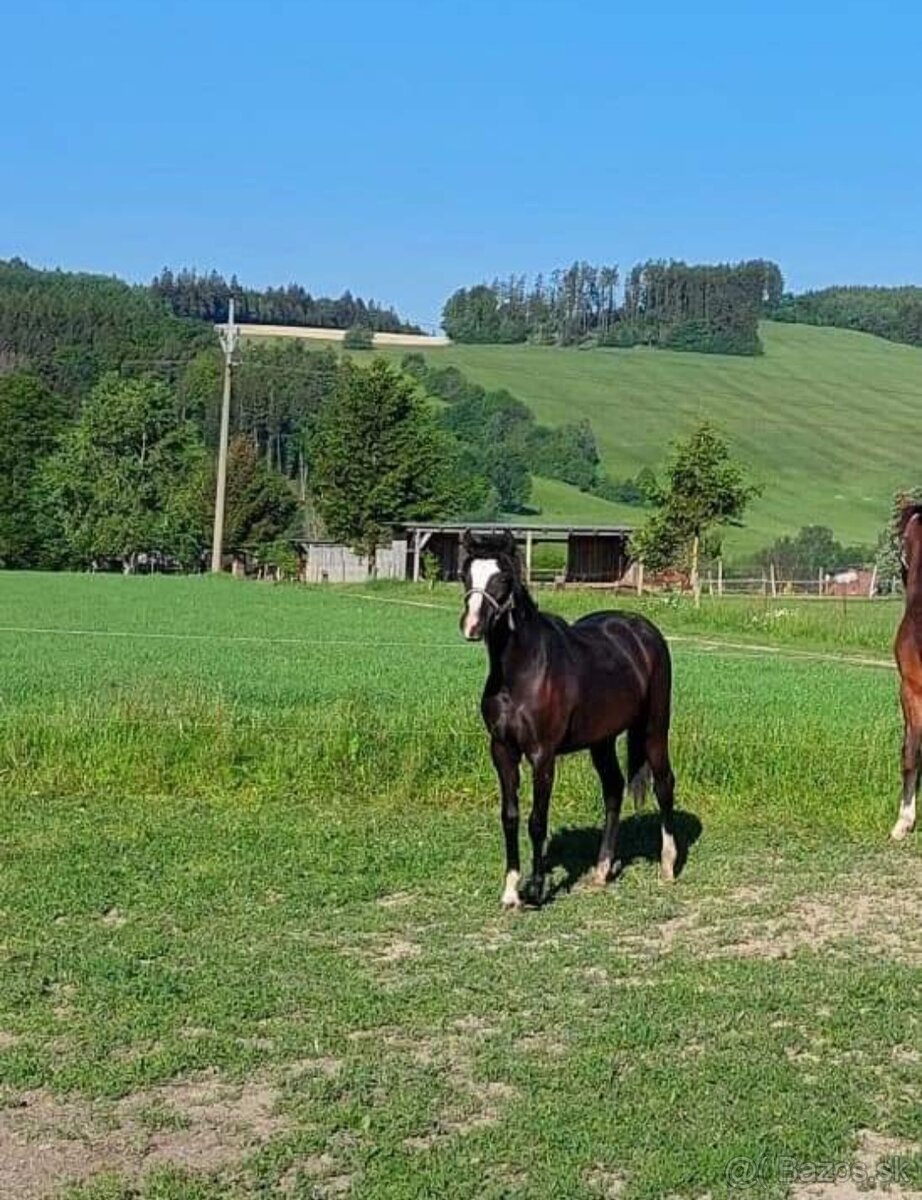 Klisna welsh pony B