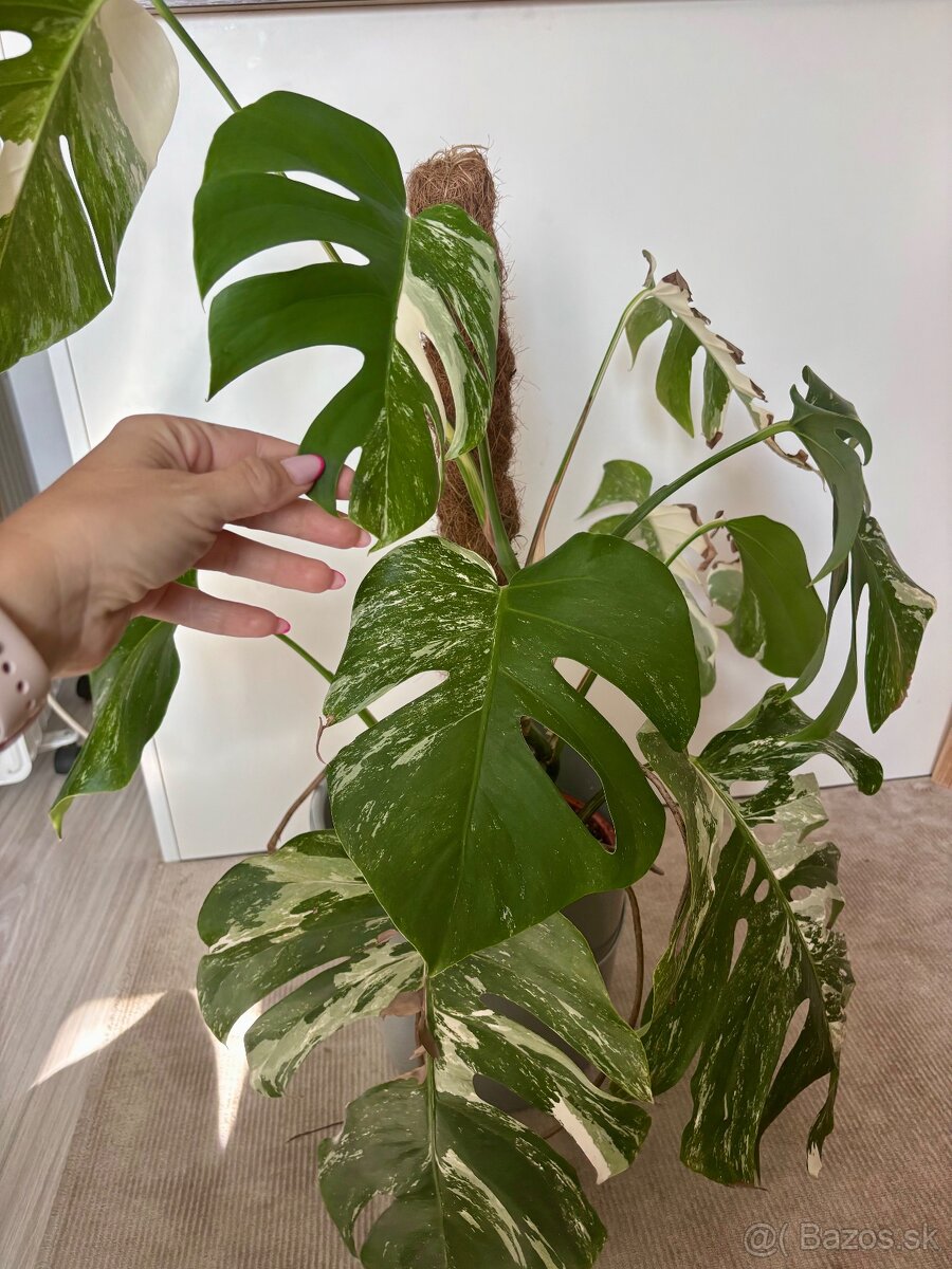 Monstera albo - rastlina 85-90cm