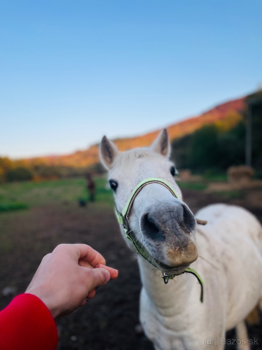 Pony ako spoločník