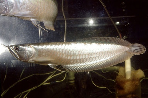 arowana silver 30cm