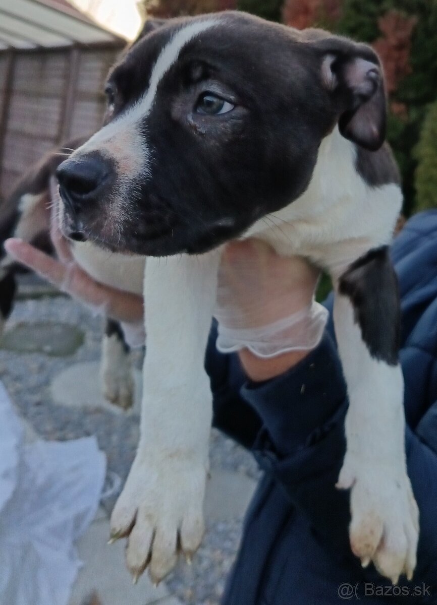 J&K bullys "ponúkame na predaj American bully XL