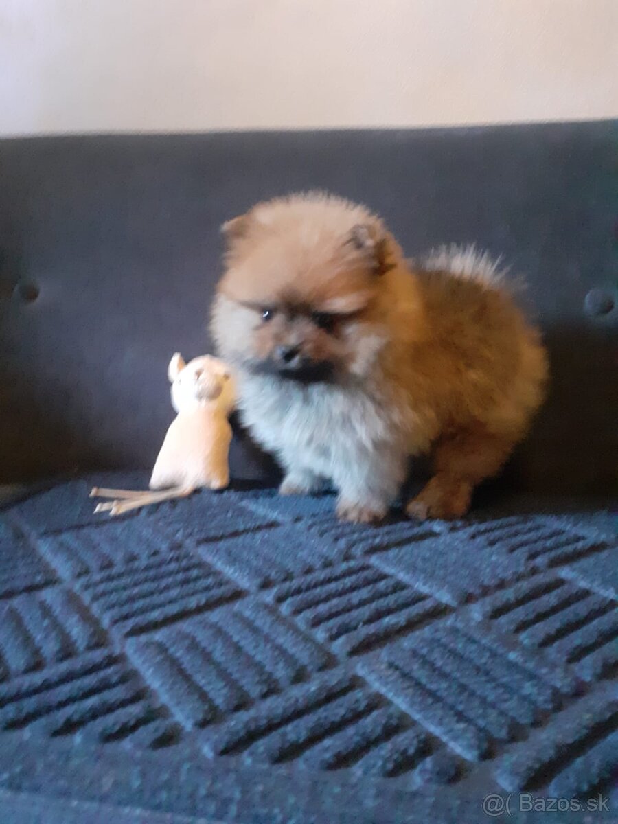 Pomeranian nemecký špic