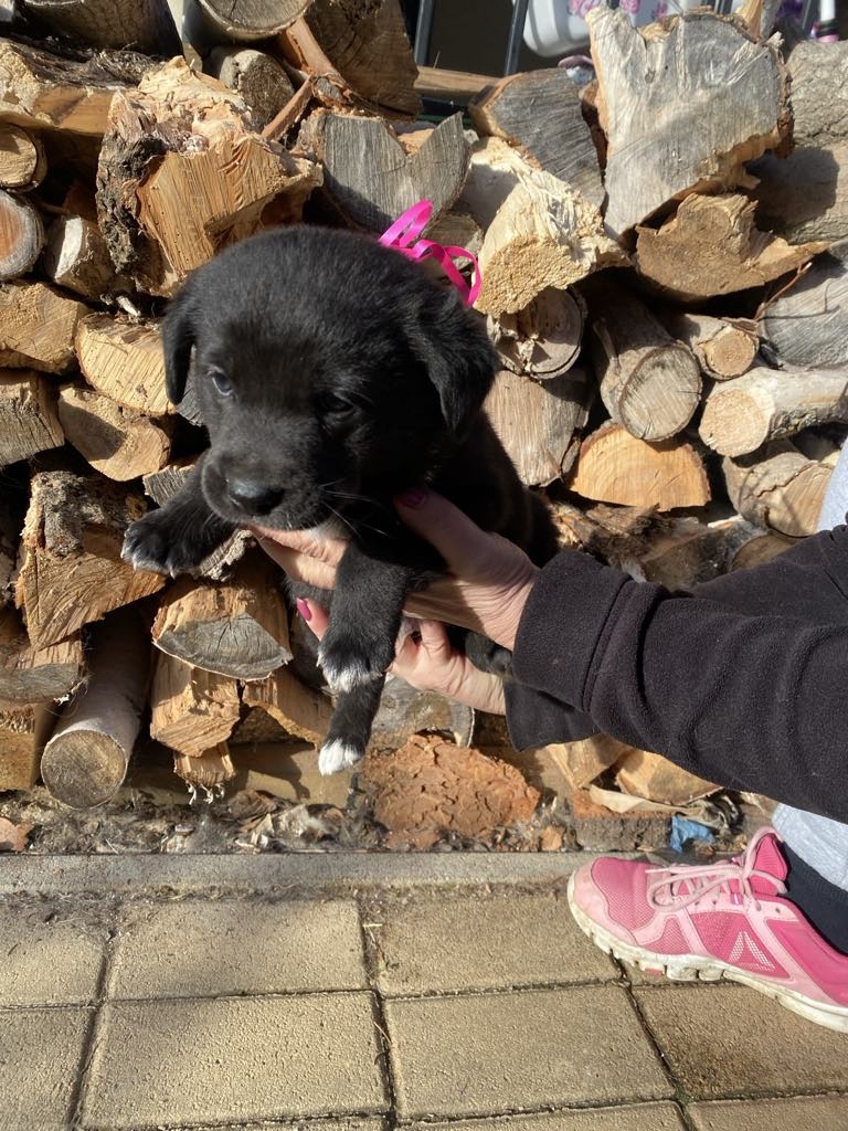 Šteniatka mix špic a labrador