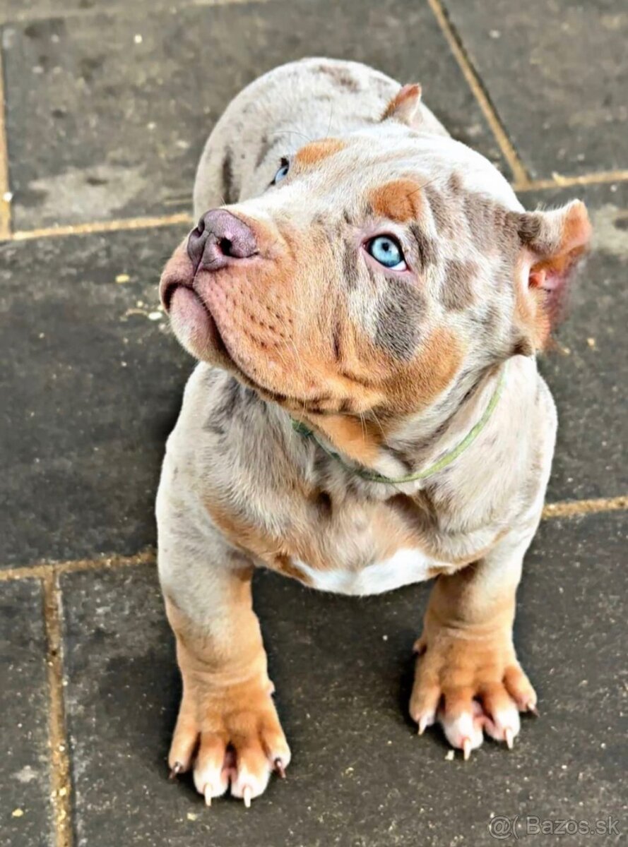 American bully xl, pitbull xxl