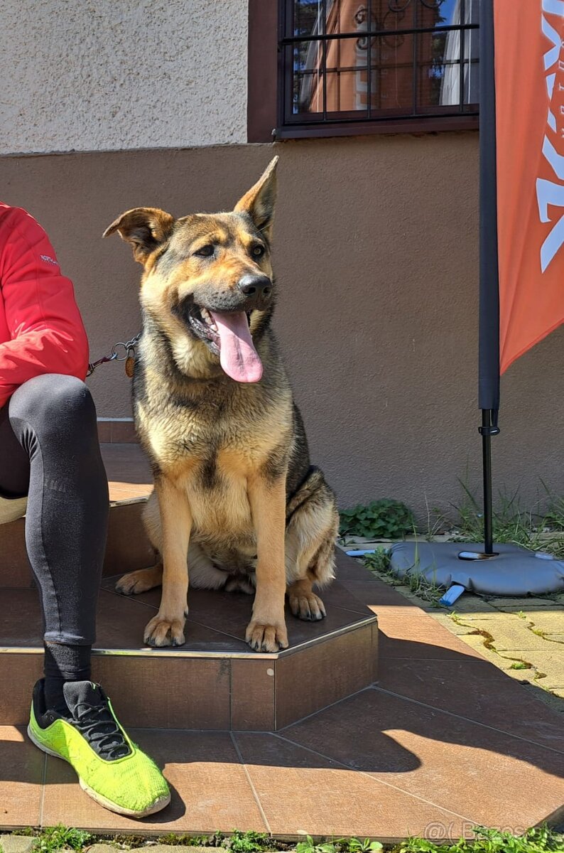 Darujeme fenku (nemecký ovčiak - labrador)