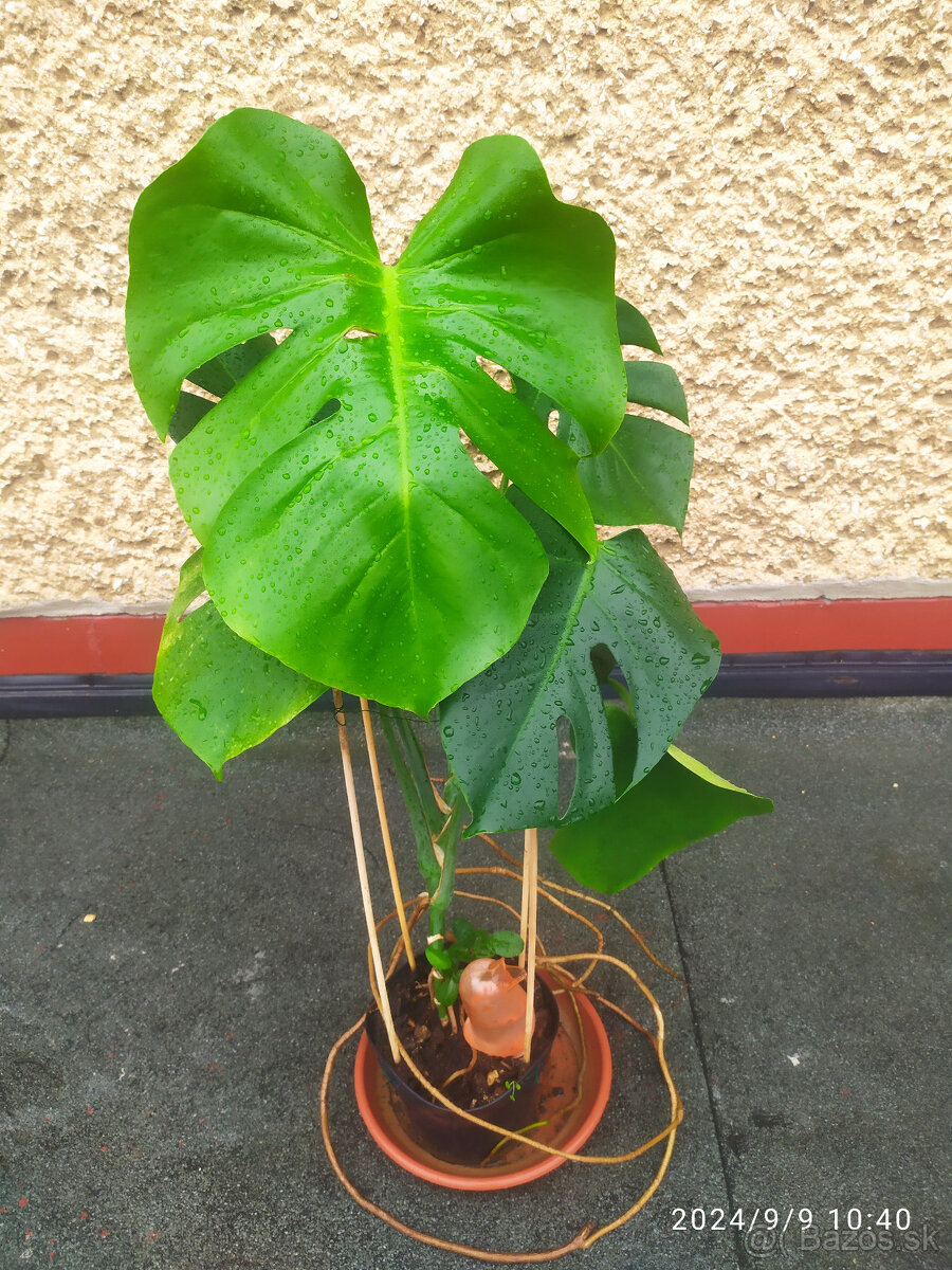 Monstera deliciosa1