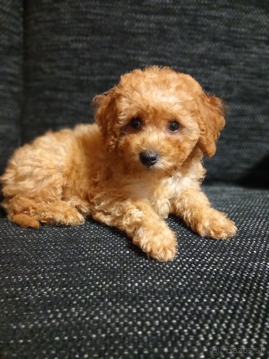 Cavapoo pudel.