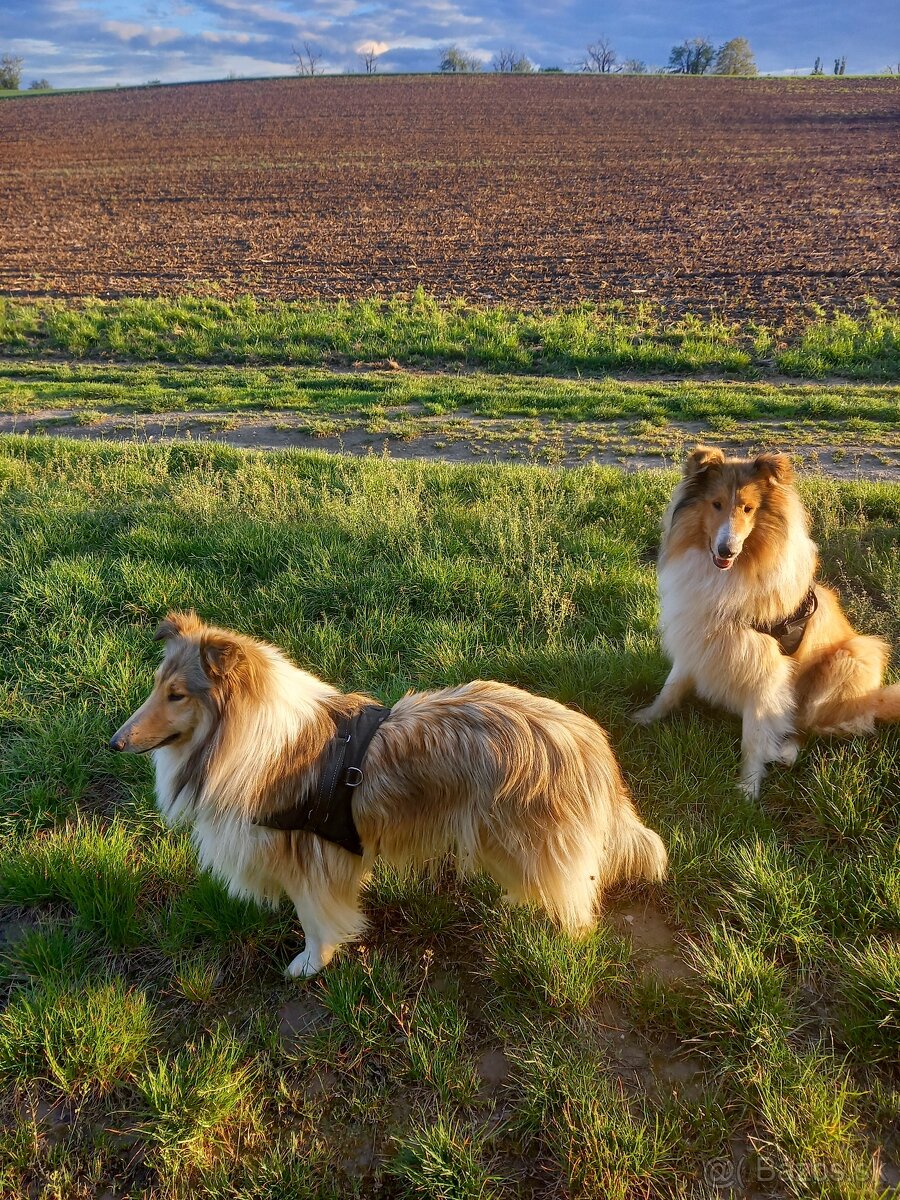 Kólia dlhosrstá