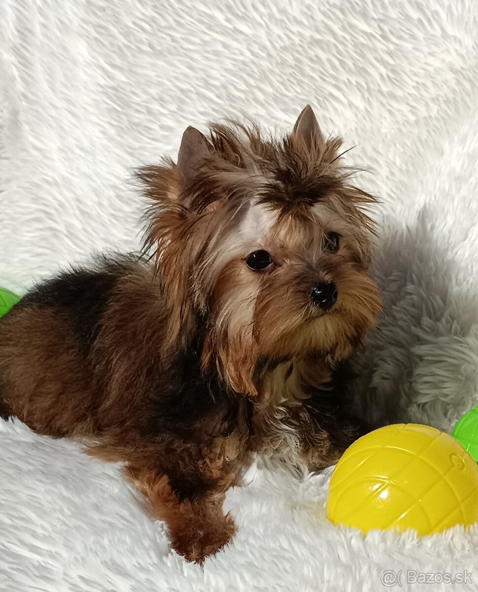 Ocean pearl Yorkshire terrier