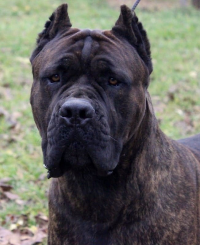 Cane corso PP  šteniatka odber aktuálny