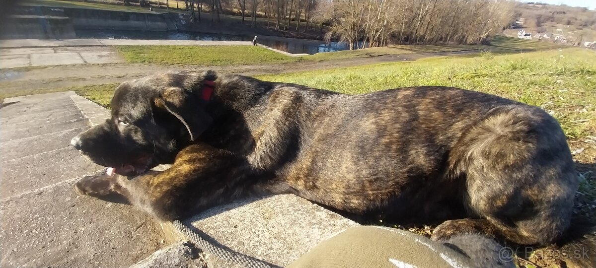 Kaukázusi Labrador keverék