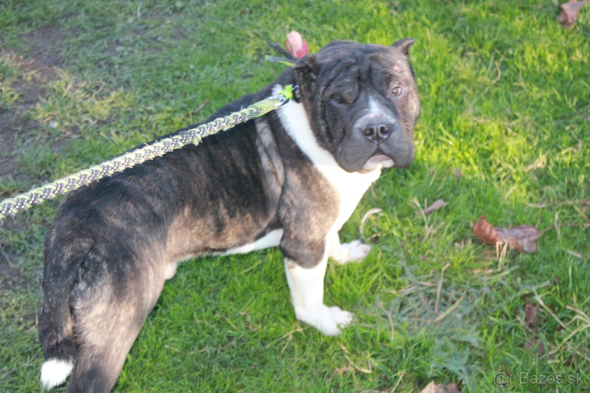 Shar pei