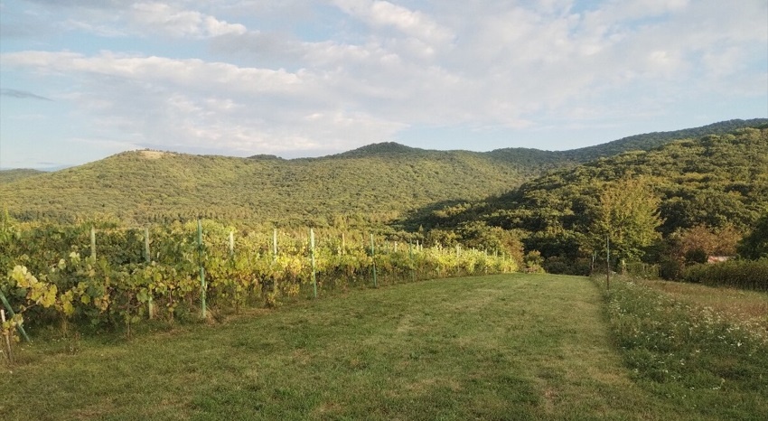 Na predaj udržiavaná vinica neďaleko Nitry. Podhorany