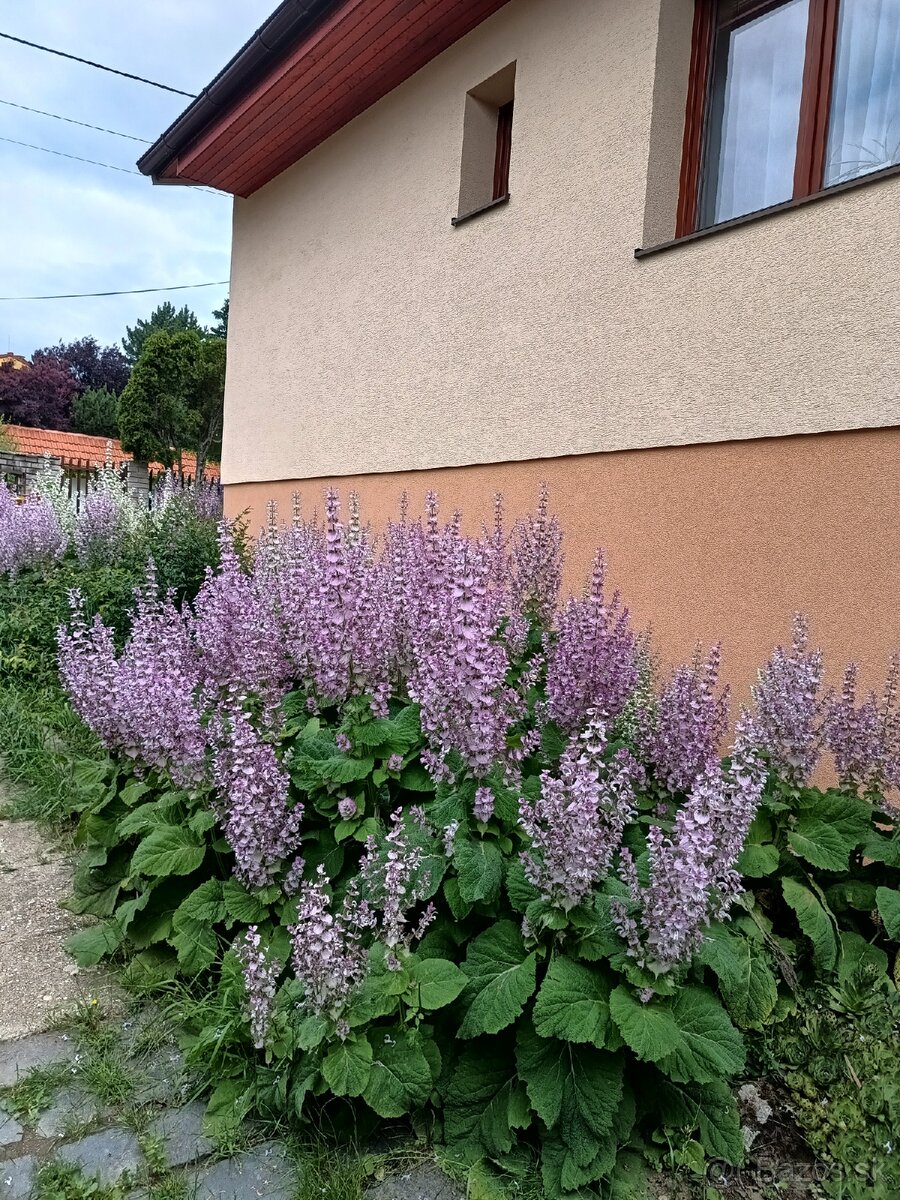 Predám planty šalvie muškatovej.