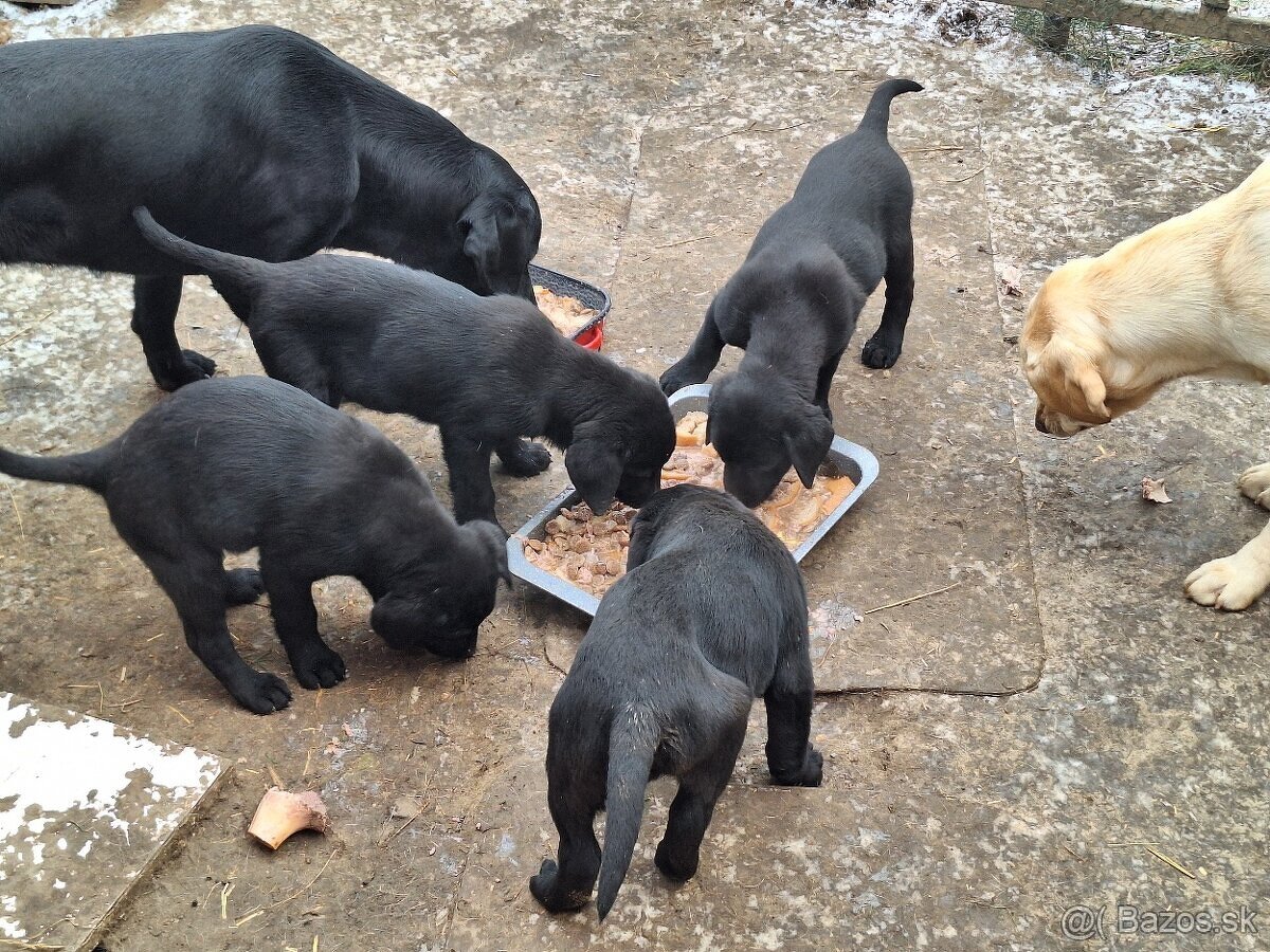 Šteniatka labradora