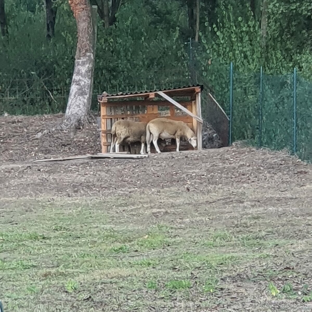 Predám ovečky