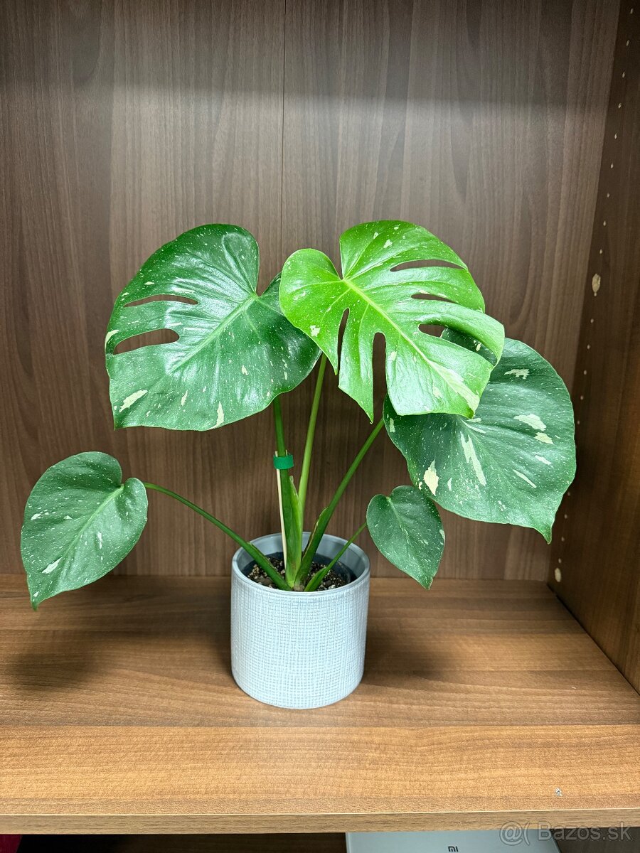 Monstera deliciosa ‘Thai constellation’