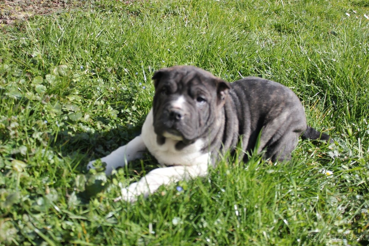 Shar pei