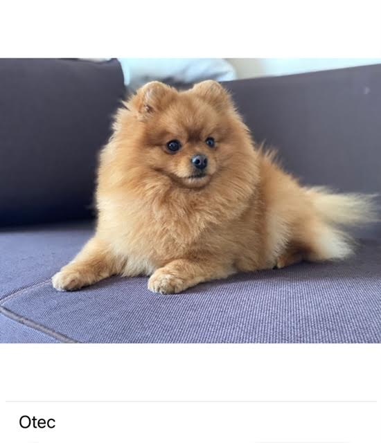 Nememcký špic/ Pomeranian