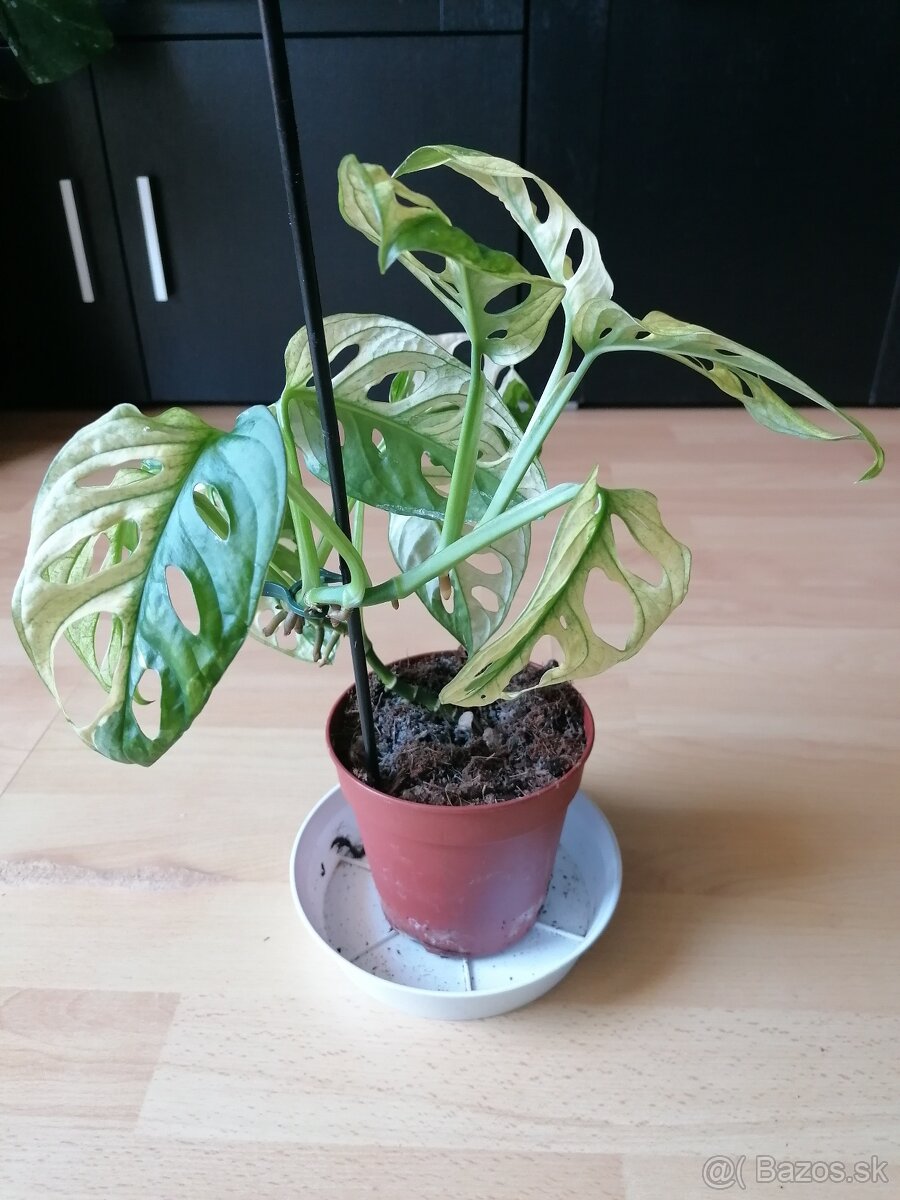 Monstera adansonii albo variegata