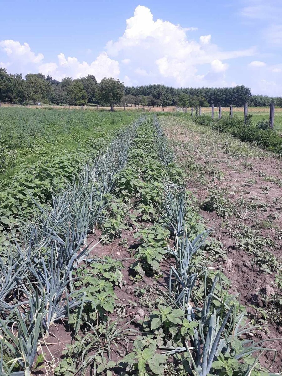 Konzumné zemiaky, Domáca cibuľa