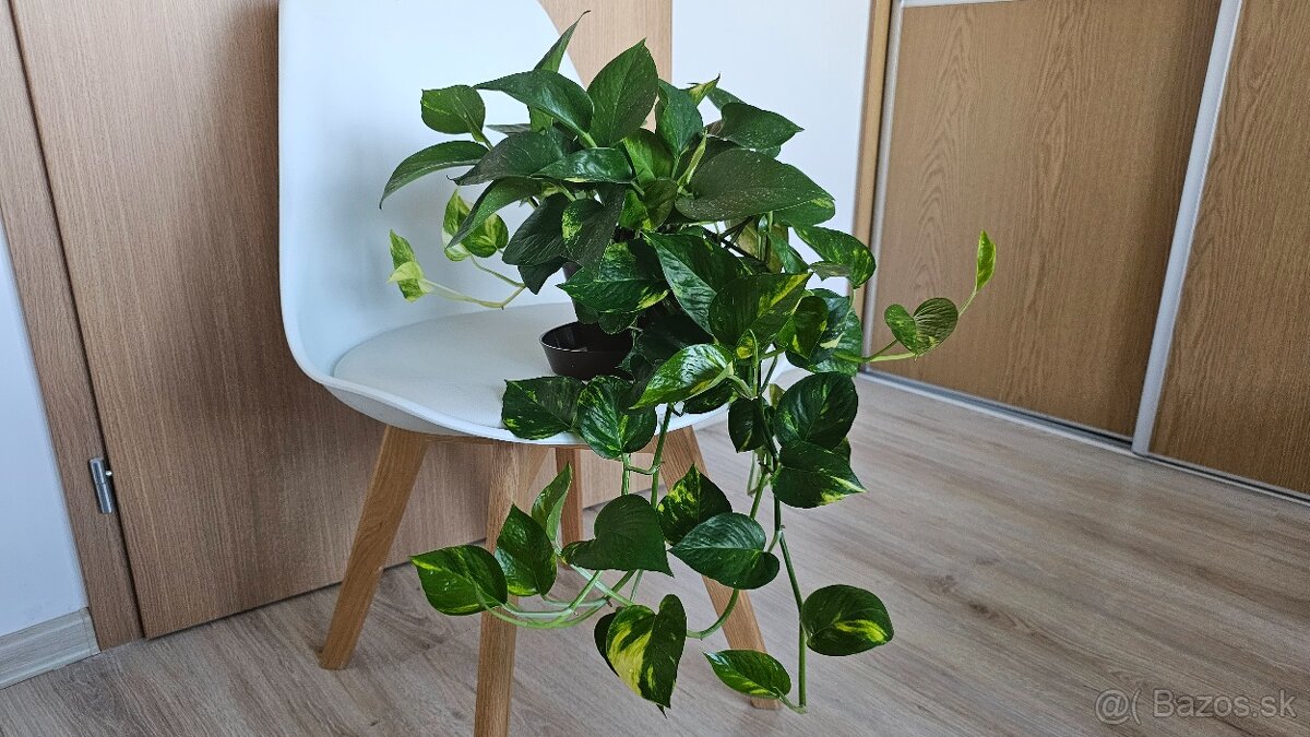 Rozrasteny pothos