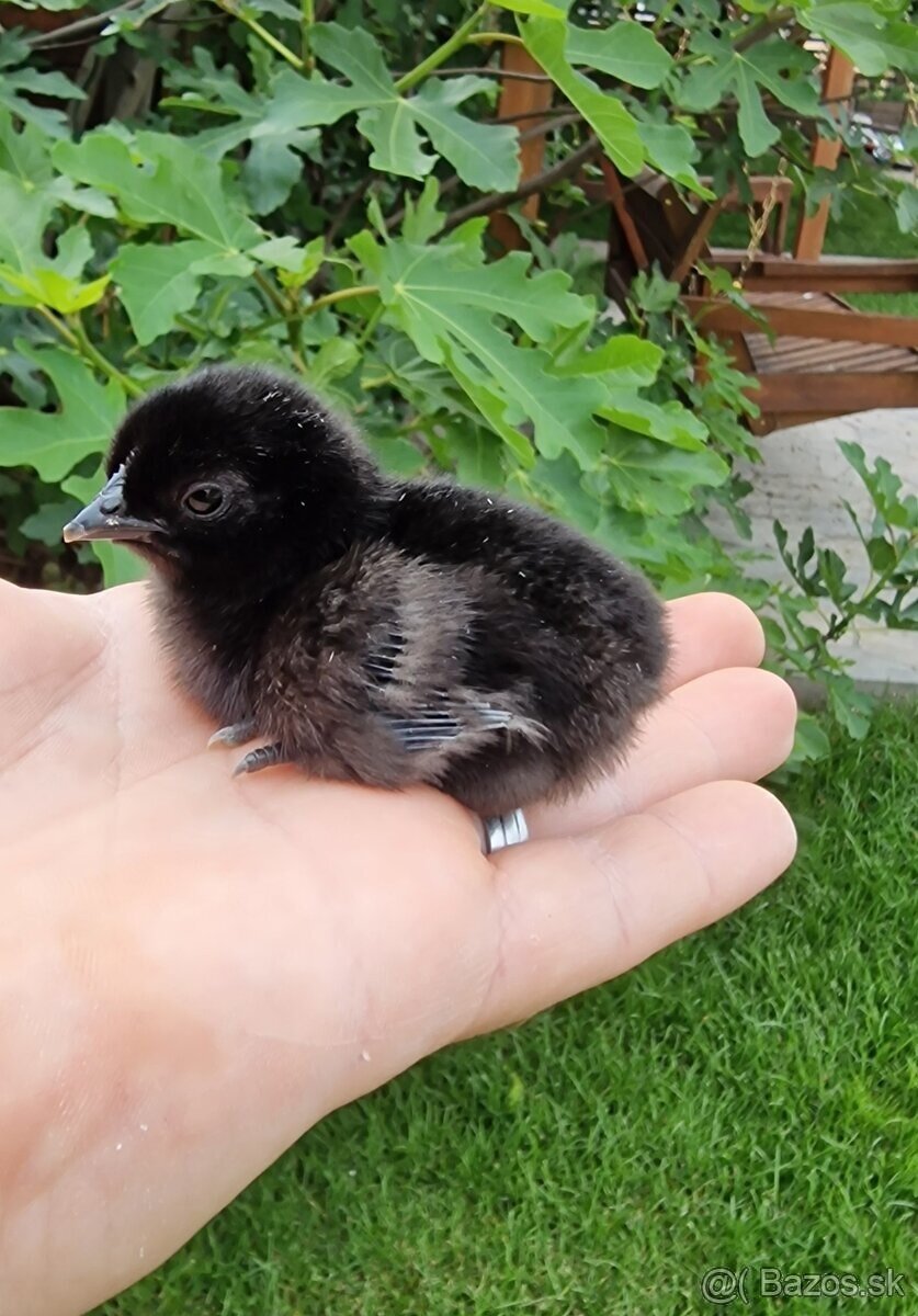 Kuriatka Ayam Cemani