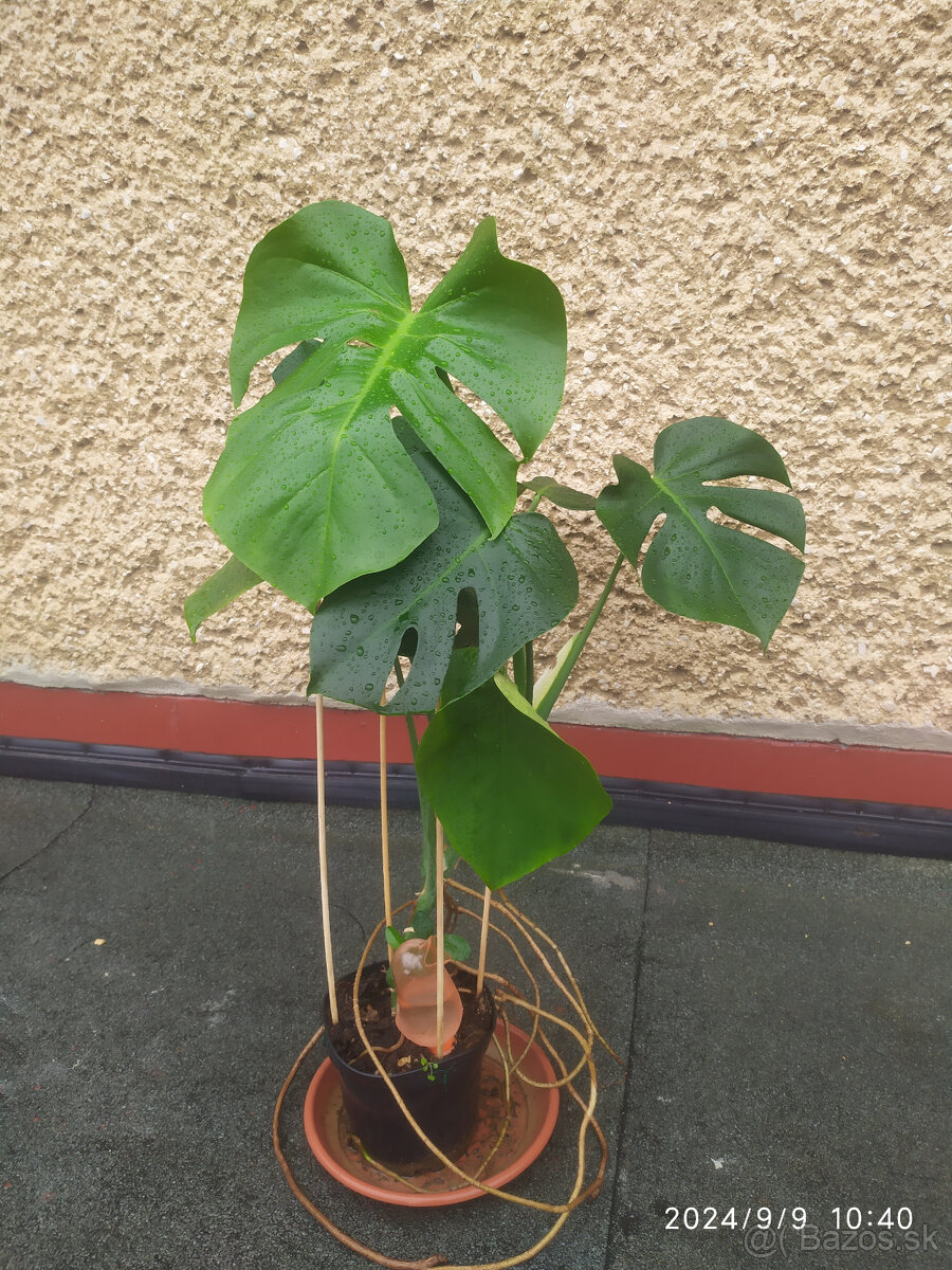 Monstera deliciosa1