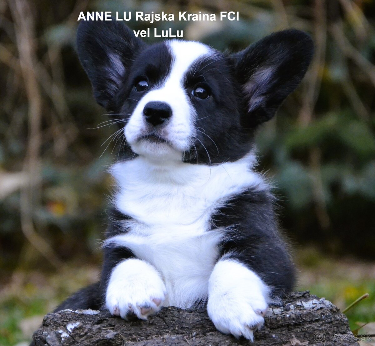 Welsh Corgi Cardigan FCI- krásná dívka