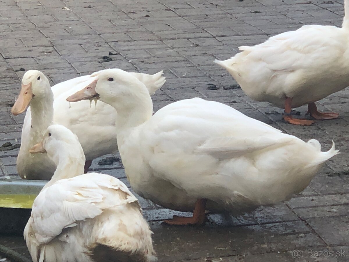 Aylesburské kačky na chov