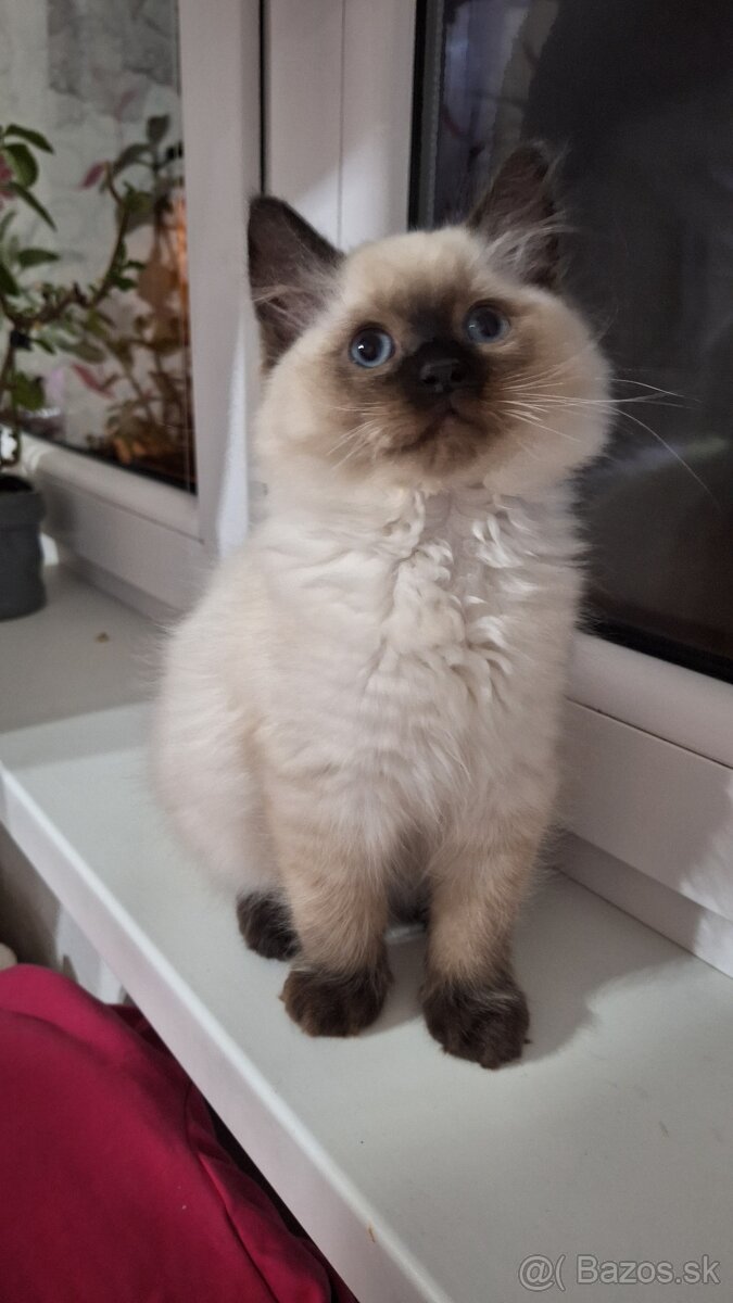 Ragdoll mačiatka