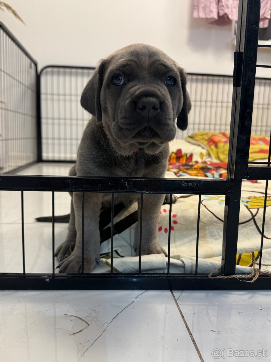 Cane Corso