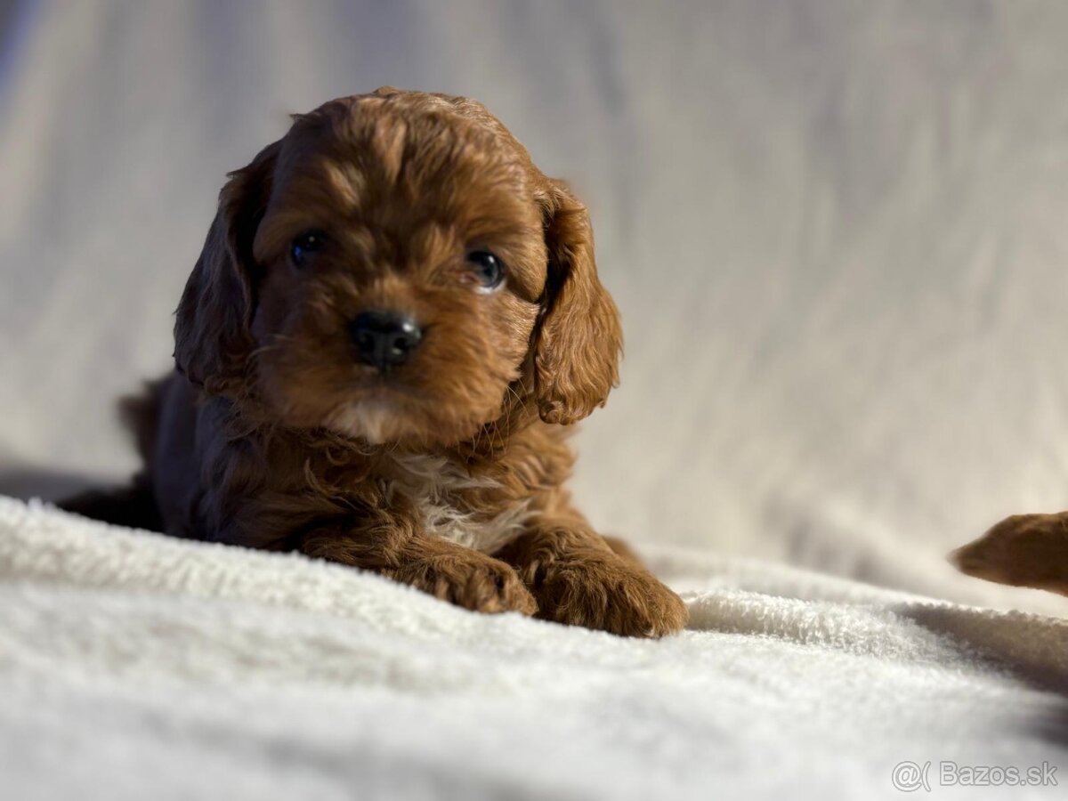 Cavapoo