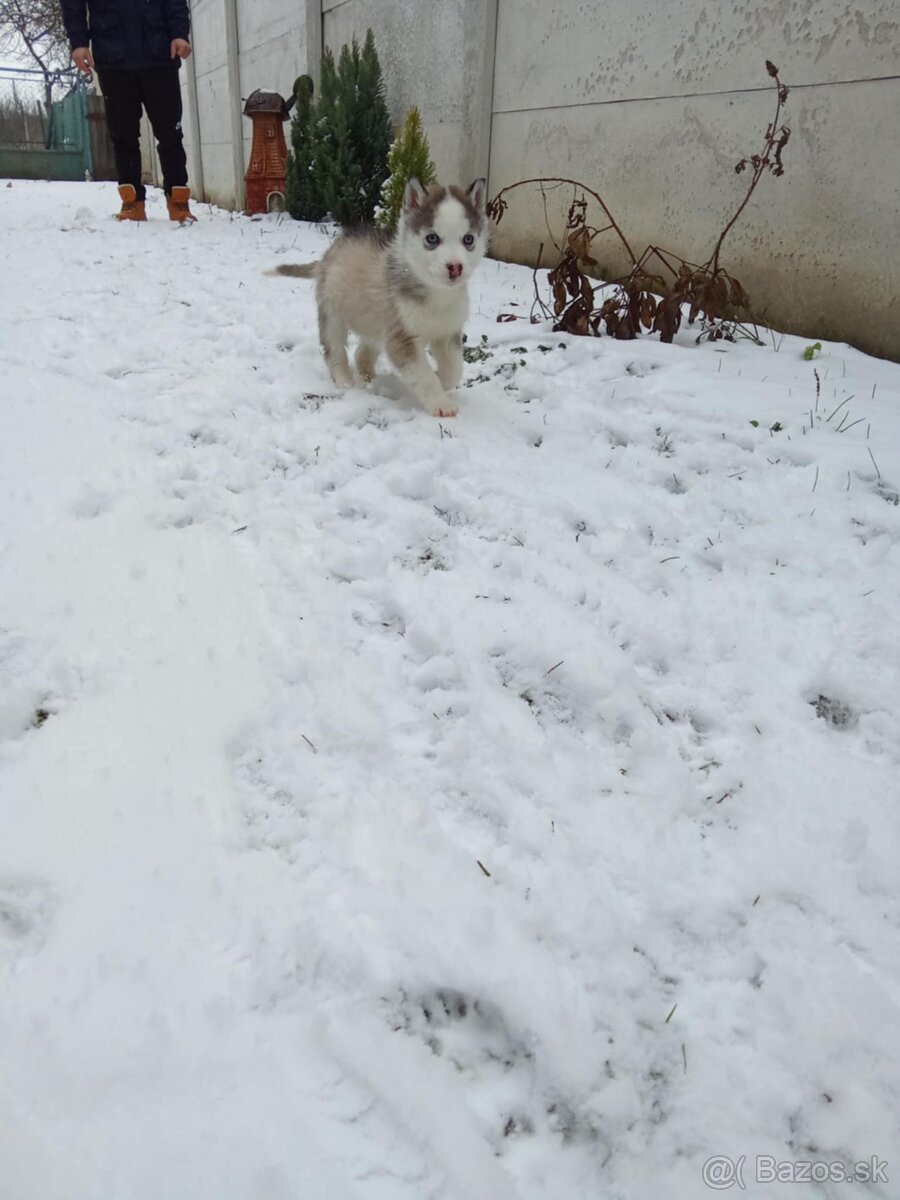 Sibírsky husky