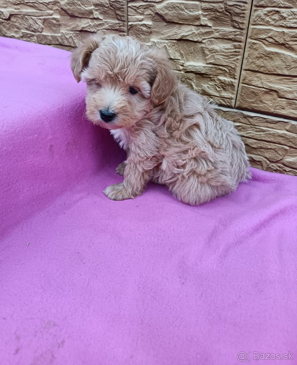 Maltipo,maltipoo mini