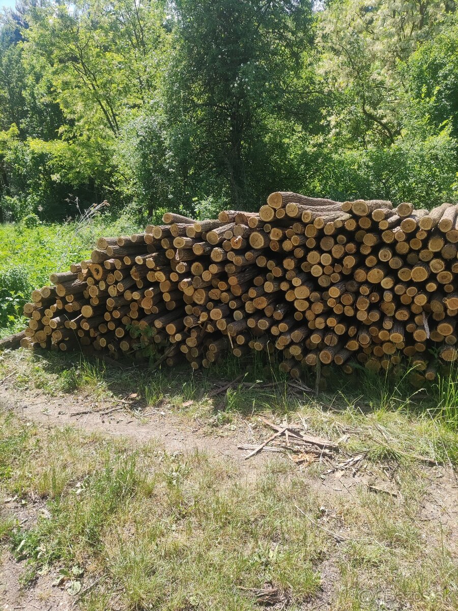 Agátové koly